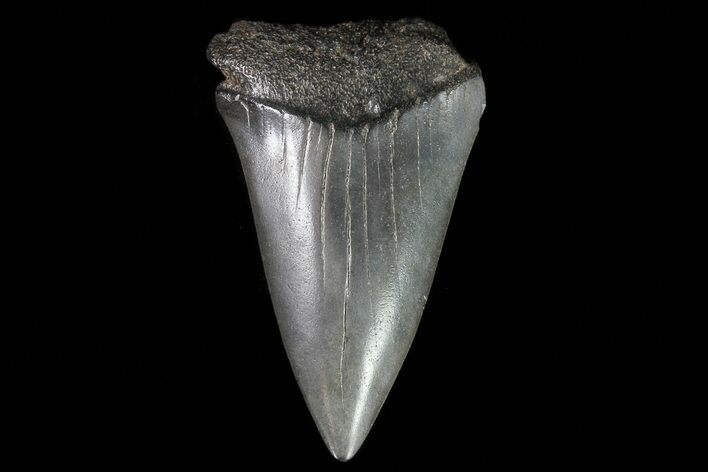 Fossil Mako Shark Tooth - Georgia #75020